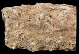 Triassic Woodworthia Petrified Log - Zimbabwe #52858-2